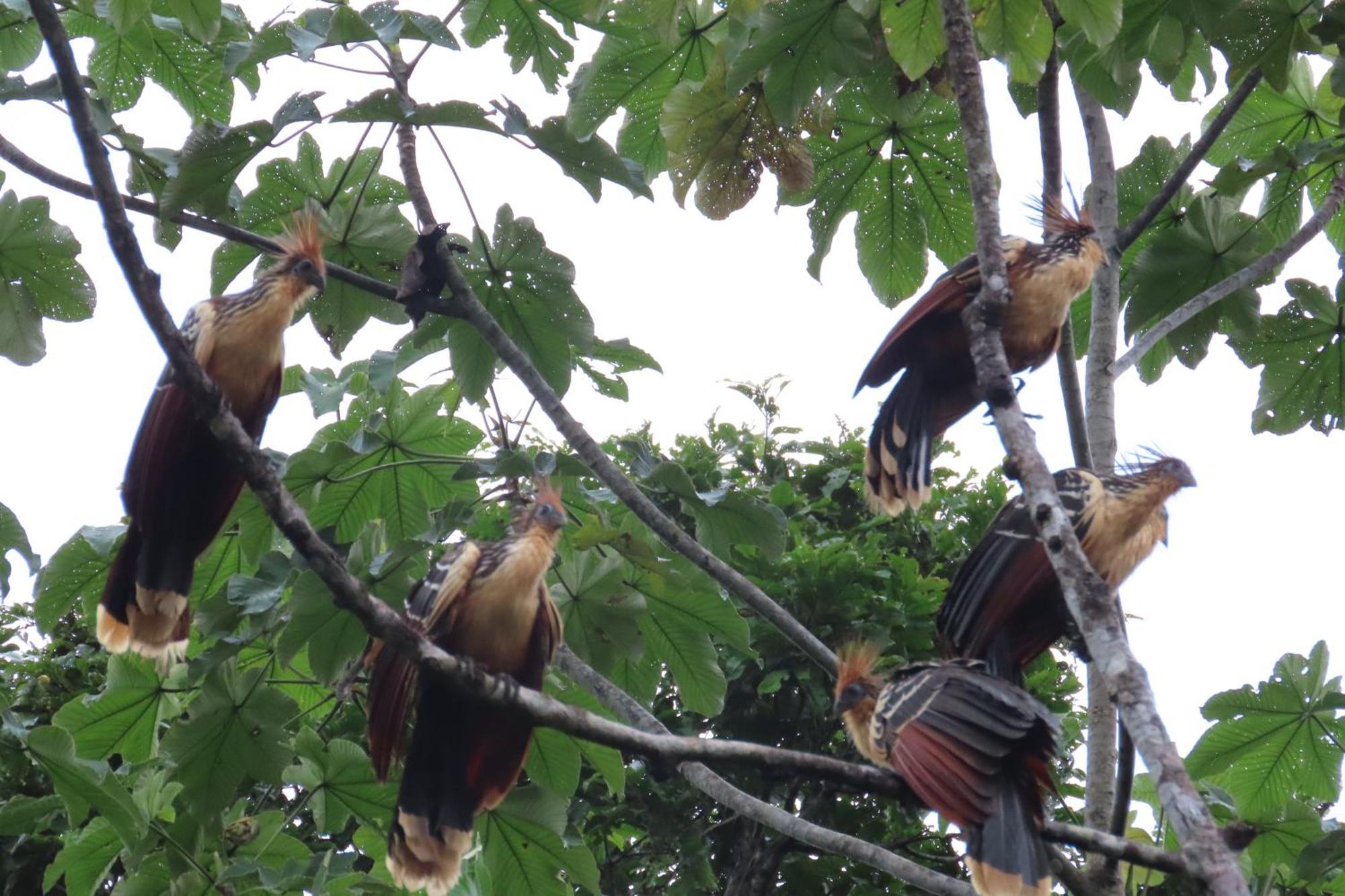 Hospedaje Y Tours Reina Arriera Amazonas Colombia Macedonia ภายนอก รูปภาพ
